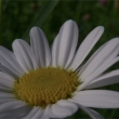 kopretina